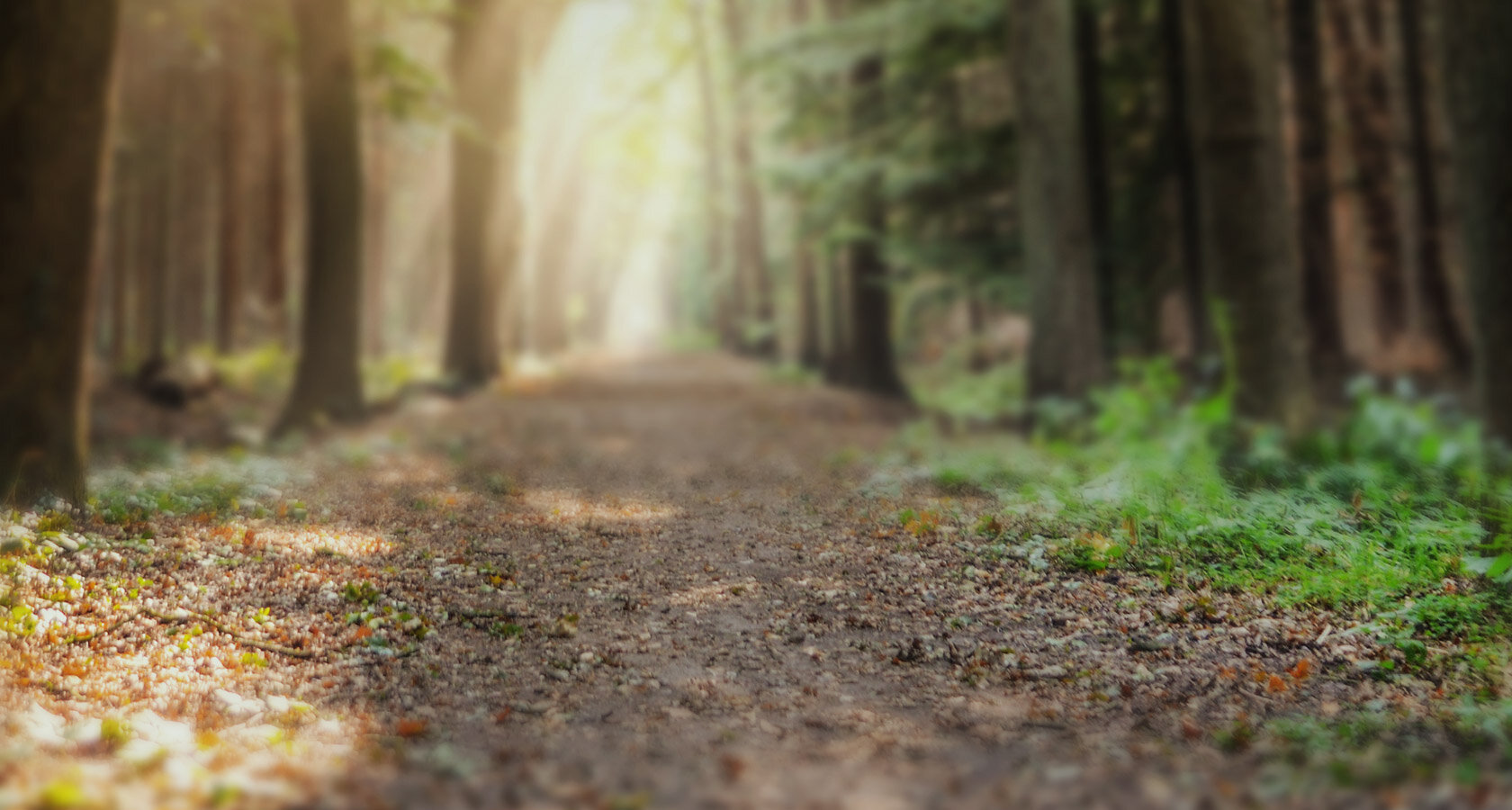 eMTB Forest-Background 